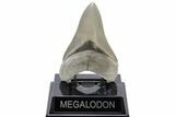 ” Fossil Aurora Megalodon Tooth - Collector Quality #215418-2